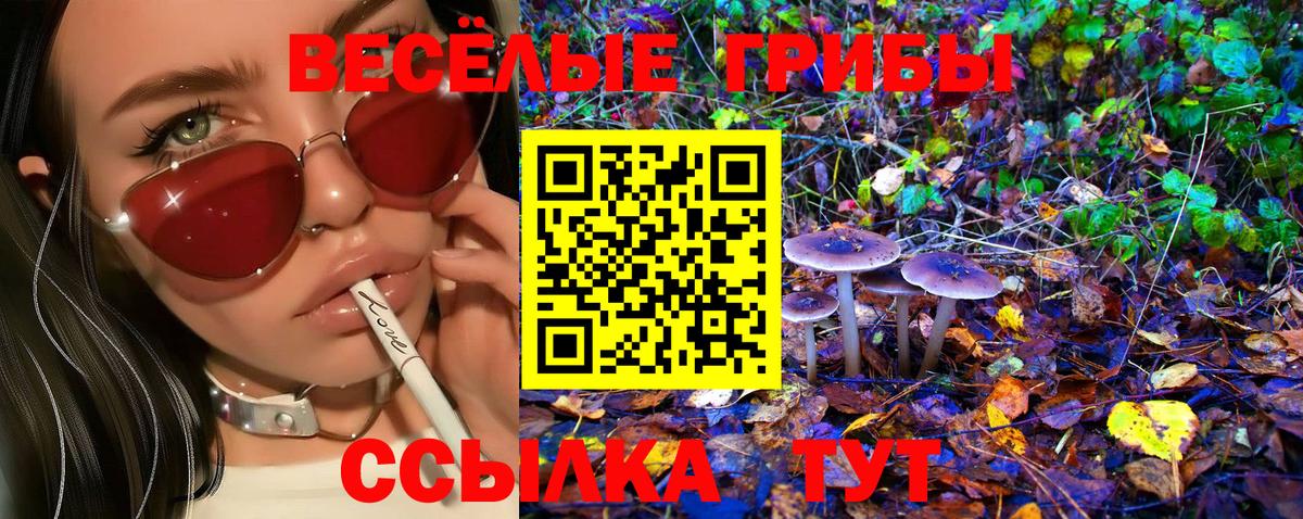 Галлюциногенные грибы Psilocybe Котлас